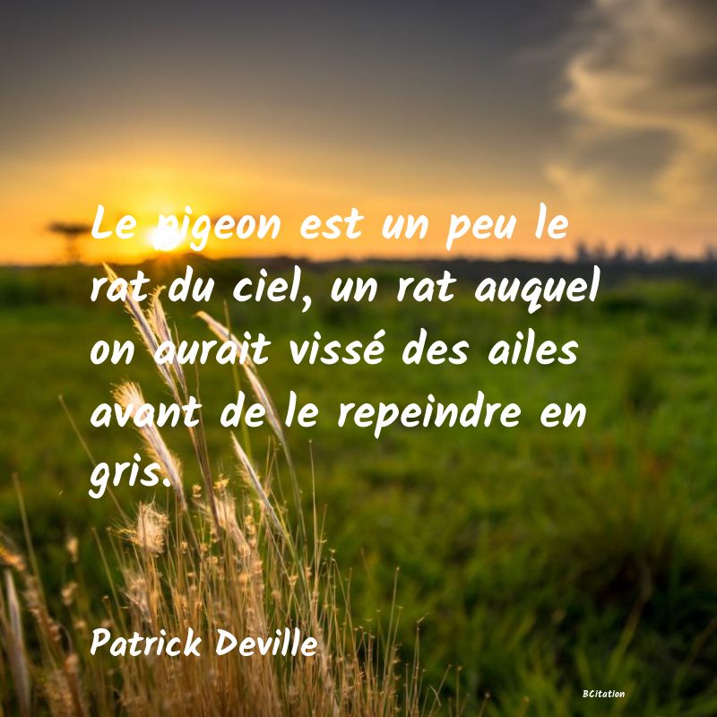 image de citation: Le pigeon est un peu le rat du ciel, un rat auquel on aurait vissé des ailes avant de le repeindre en gris.