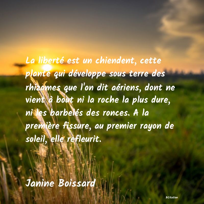 image de citation: La liberté est un chiendent, cette plante qui développe sous terre des rhizomes que l'on dit aériens, dont ne vient à bout ni la roche la plus dure, ni les barbelés des ronces. A la première fissure, au premier rayon de soleil, elle refleurit.