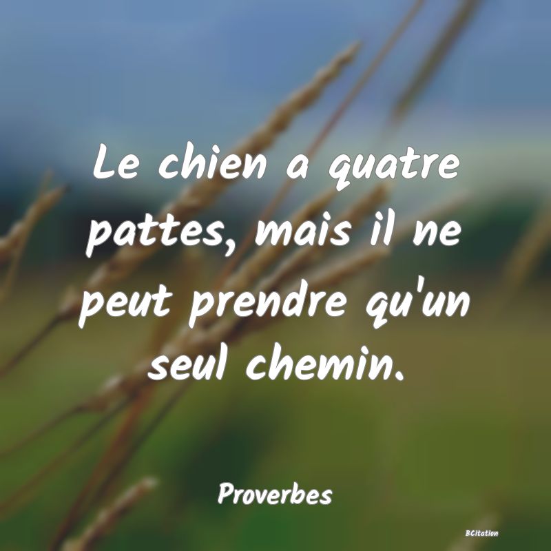 image de citation: Le chien a quatre pattes, mais il ne peut prendre qu'un seul chemin.