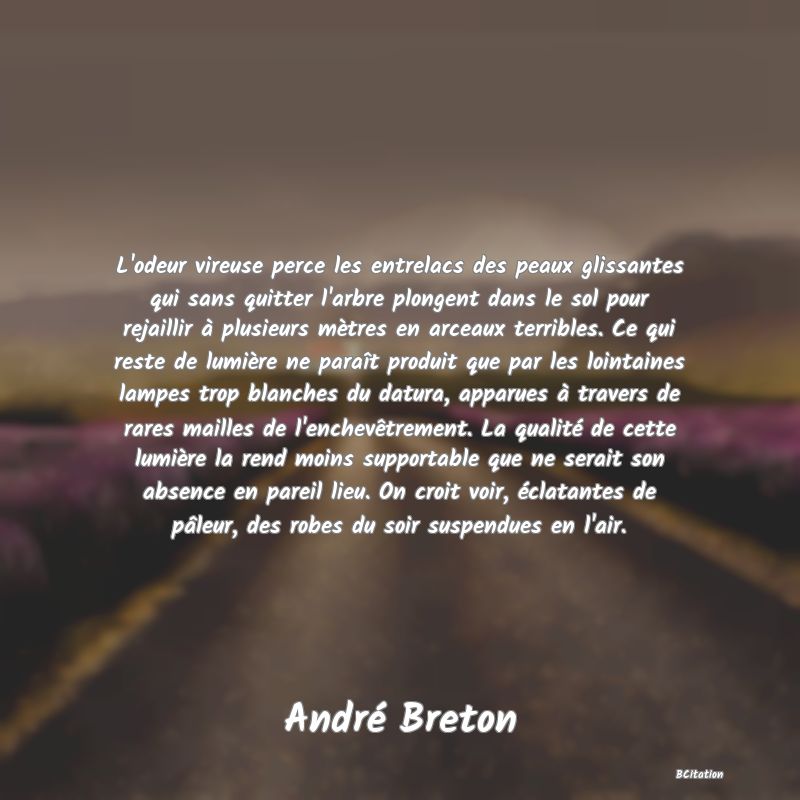 image de citation: L'odeur vireuse perce les entrelacs des peaux glissantes qui sans quitter l'arbre plongent dans le sol pour rejaillir à plusieurs mètres en arceaux terribles. Ce qui reste de lumière ne paraît produit que par les lointaines lampes trop blanches du datura, apparues à travers de rares mailles de l'enchevêtrement. La qualité de cette lumière la rend moins supportable que ne serait son absence en pareil lieu. On croit voir, éclatantes de pâleur, des robes du soir suspendues en l'air.