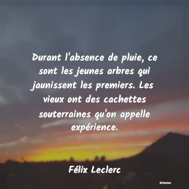 Belle Citation - Durant l'absence de pluie, ce sont les jeunes arbres qui jaunissent les premiers. Les vieux ont des cachettes souterraines qu'on appelle expérience. - Félix Leclerc