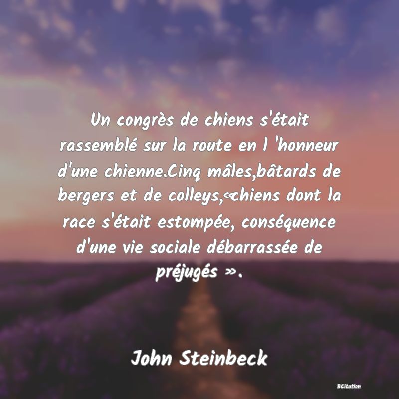 image de citation: Un congrès de chiens s'était rassemblé sur la route en l 'honneur d'une chienne.Cinq mâles,bâtards de bergers et de colleys,«chiens dont la race s'était estompée, conséquence d'une vie sociale débarrassée de préjugés ».