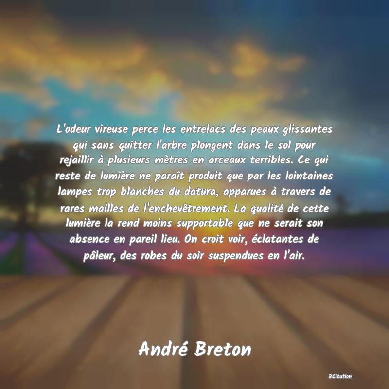 image de citation: L'odeur vireuse perce les entrelacs des peaux glissantes qui sans quitter l'arbre plongent dans le sol pour rejaillir à plusieurs mètres en arceaux terribles. Ce qui reste de lumière ne paraît produit que par les lointaines lampes trop blanches du datura, apparues à travers de rares mailles de l'enchevêtrement. La qualité de cette lumière la rend moins supportable que ne serait son absence en pareil lieu. On croit voir, éclatantes de pâleur, des robes du soir suspendues en l'air.