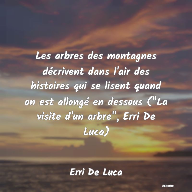 image de citation: Les arbres des montagnes décrivent dans l'air des histoires qui se lisent quand on est allongé en dessous ( La visite d'un arbre , Erri De Luca)