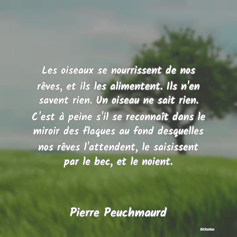 image de citation: Les oiseaux se nourrissent de nos rêves, et ils les alimentent. Ils n'en savent rien. Un oiseau ne sait rien. C'est à peine s'il se reconnaît dans le miroir des flaques au fond desquelles nos rêves l'attendent, le saisissent par le bec, et le noient.