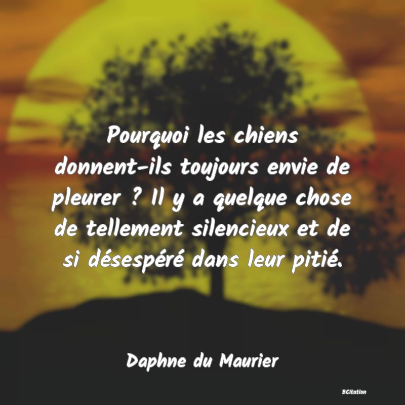 image de citation: Pourquoi les chiens donnent-ils toujours envie de pleurer ? Il y a quelque chose de tellement silencieux et de si désespéré dans leur pitié.