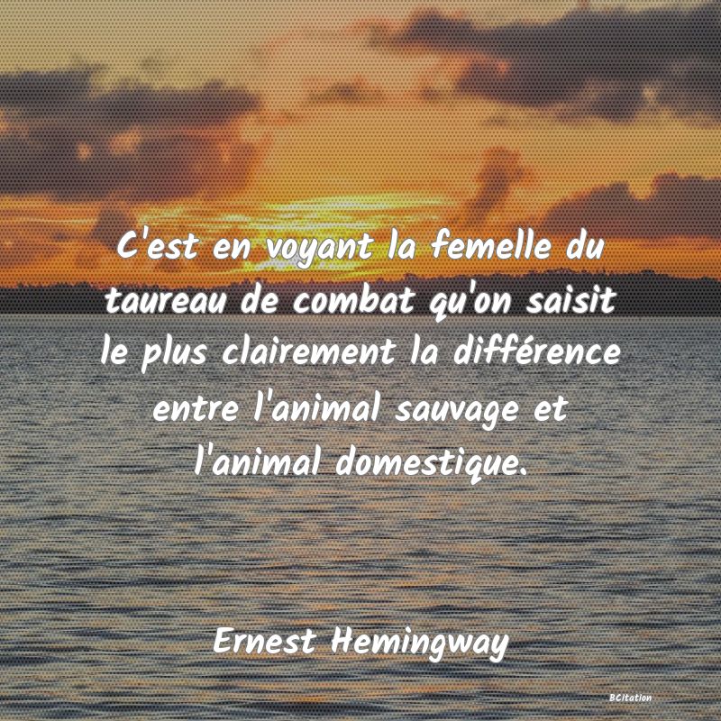 image de citation: C'est en voyant la femelle du taureau de combat qu'on saisit le plus clairement la différence entre l'animal sauvage et l'animal domestique.