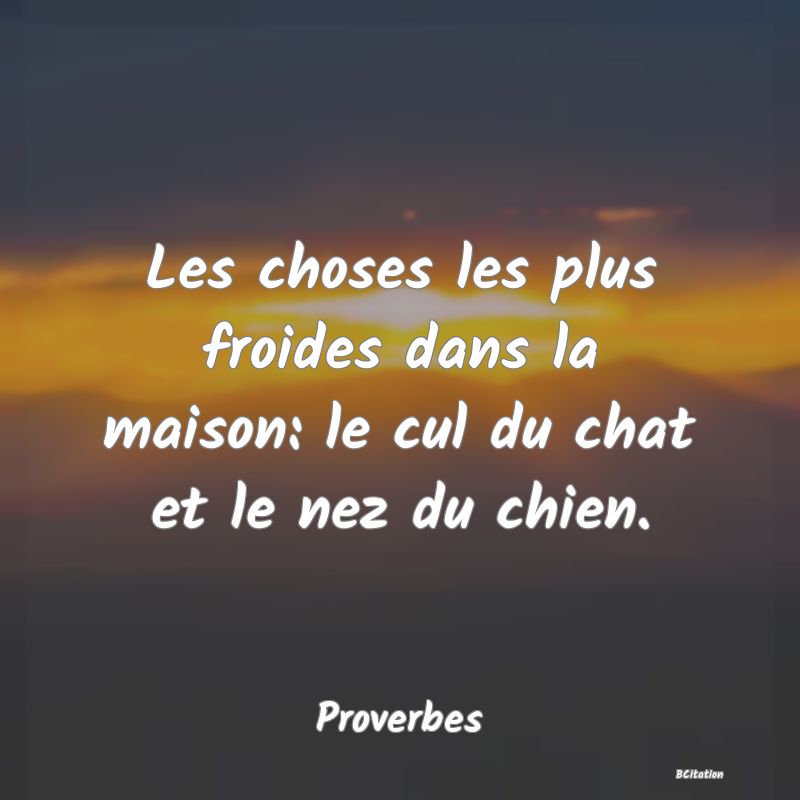 image de citation: Les choses les plus froides dans la maison: le cul du chat et le nez du chien.