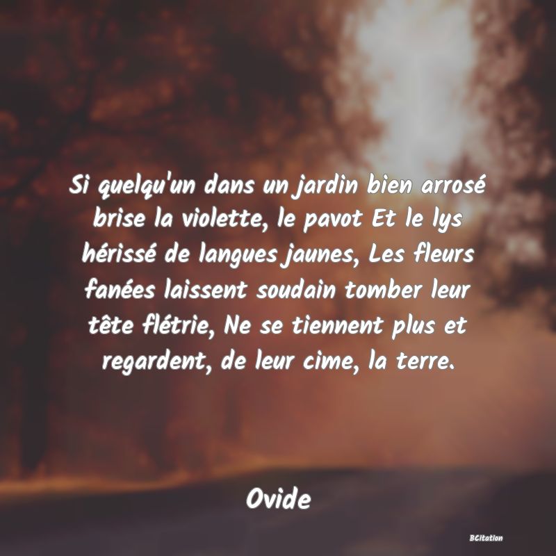 image de citation: Si quelqu'un dans un jardin bien arrosé brise la violette, le pavot Et le lys hérissé de langues jaunes, Les fleurs fanées laissent soudain tomber leur tête flétrie, Ne se tiennent plus et regardent, de leur cime, la terre.