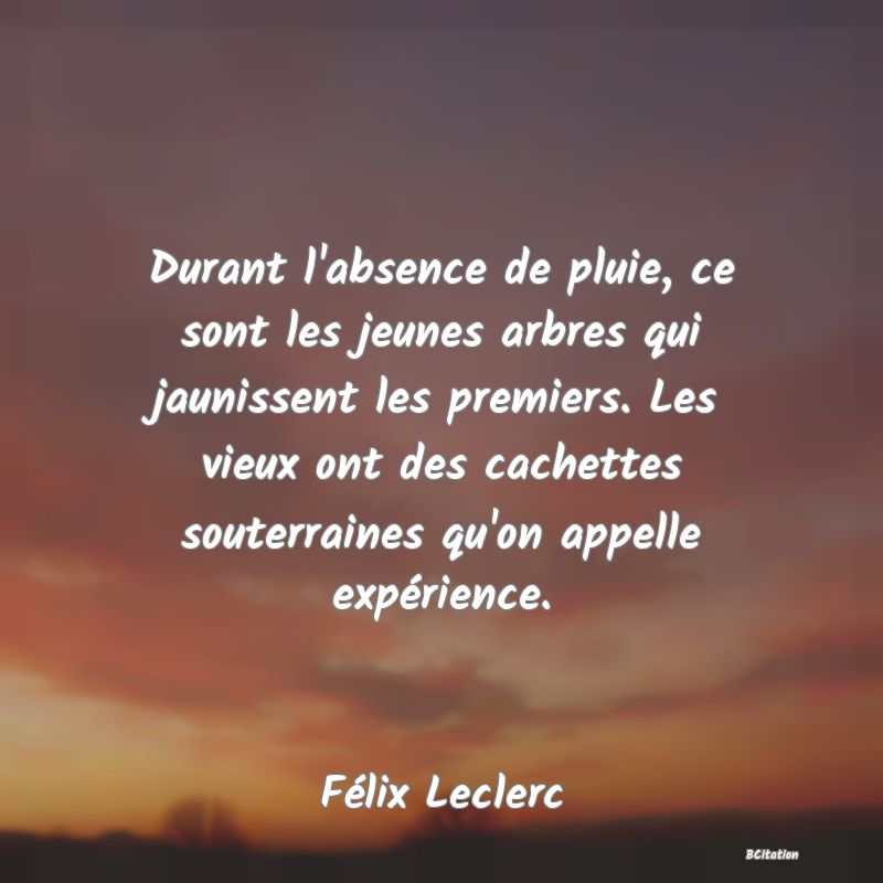 Belle Citation - Durant l'absence de pluie, ce sont les jeunes arbres qui jaunissent les premiers. Les vieux ont des cachettes souterraines qu'on appelle expérience. - Félix Leclerc