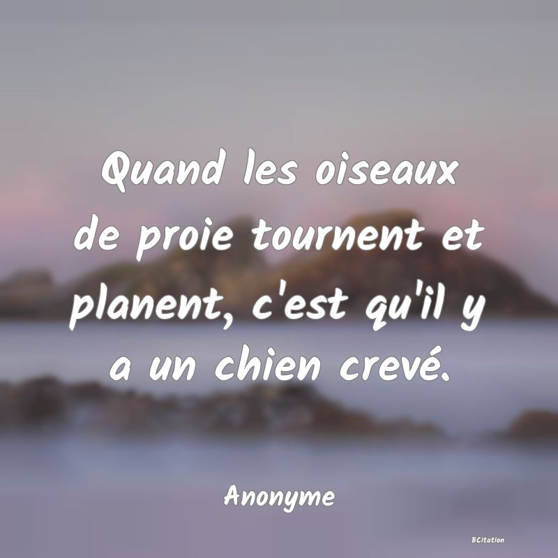 image de citation: Quand les oiseaux de proie tournent et planent, c'est qu'il y a un chien crevé.