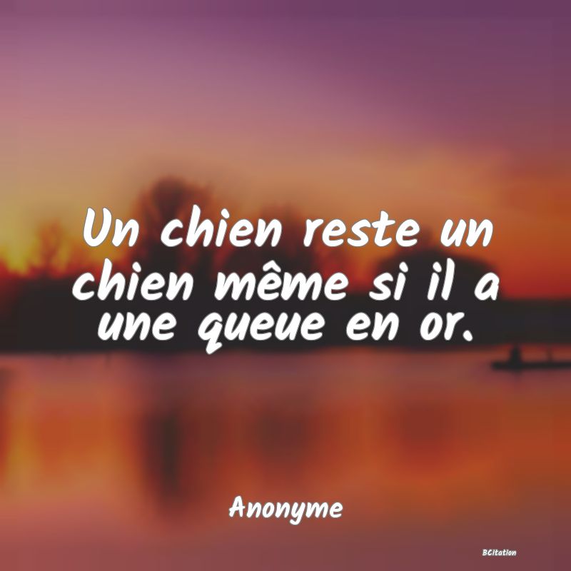 image de citation: Un chien reste un chien même si il a une queue en or.