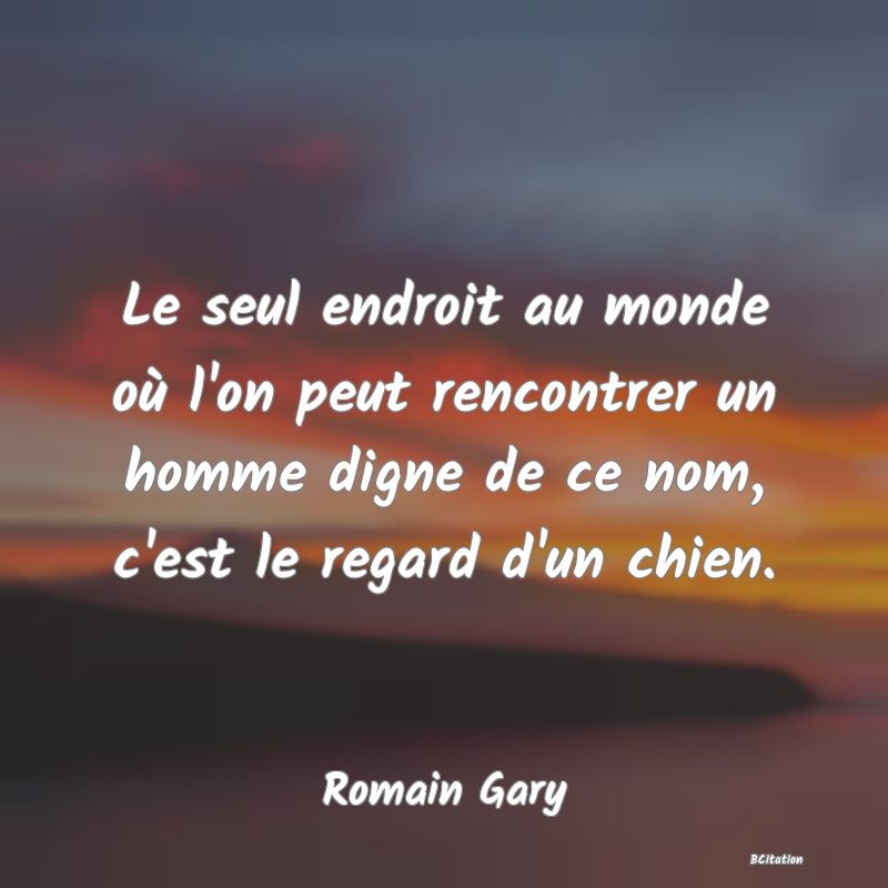 image de citation: Le seul endroit au monde où l'on peut rencontrer un homme digne de ce nom, c'est le regard d'un chien.