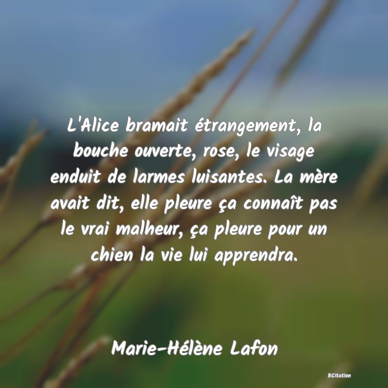 image de citation: L'Alice bramait étrangement, la bouche ouverte, rose, le visage enduit de larmes luisantes. La mère avait dit, elle pleure ça connaît pas le vrai malheur, ça pleure pour un chien la vie lui apprendra.