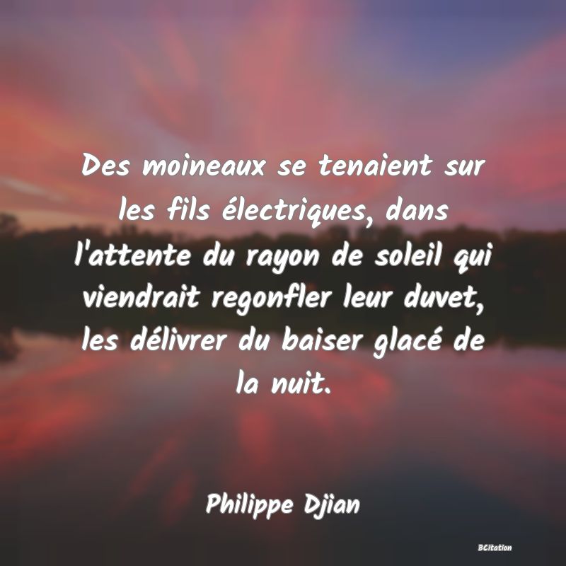 image de citation: Des moineaux se tenaient sur les fils électriques, dans l'attente du rayon de soleil qui viendrait regonfler leur duvet, les délivrer du baiser glacé de la nuit.