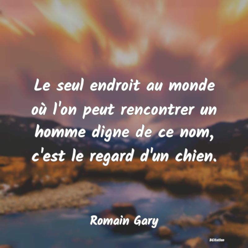 image de citation: Le seul endroit au monde où l'on peut rencontrer un homme digne de ce nom, c'est le regard d'un chien.