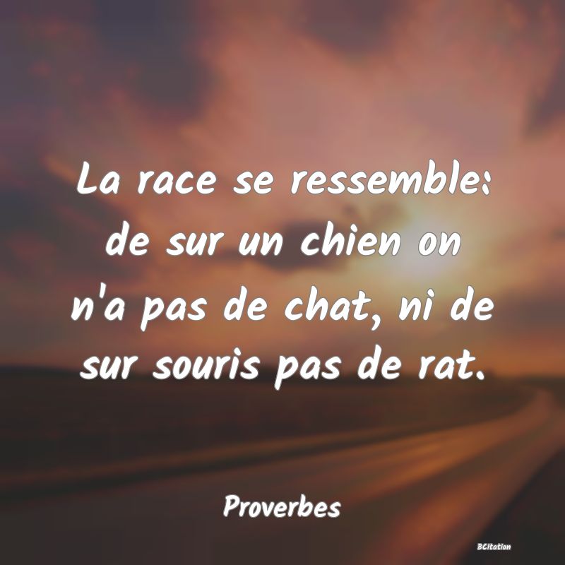 image de citation: La race se ressemble: de sur un chien on n'a pas de chat, ni de sur souris pas de rat.