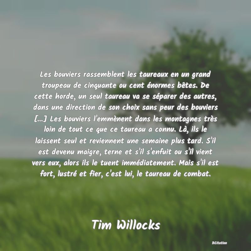 Belle Citation - Les bouviers rassemblent les taureaux en un grand troupeau de cinquante ou cent énormes bêtes. De cette horde, un seul taureau va se séparer des autres, dans une direction de son choix sans peur des bouviers [...] Les bouviers l'emmènent dans les montagnes très loin de tout ce que ce taureau a connu. Là, ils le laissent seul et reviennent une semaine plus tard. S'il est devenu maigre, terne et s'il s'enfuit ou s'il vient vers eux, alors ils le tuent immédiatement. Mais s'il est fort, lustré et fier, c'est lui, le taureau de combat. - Tim Willocks