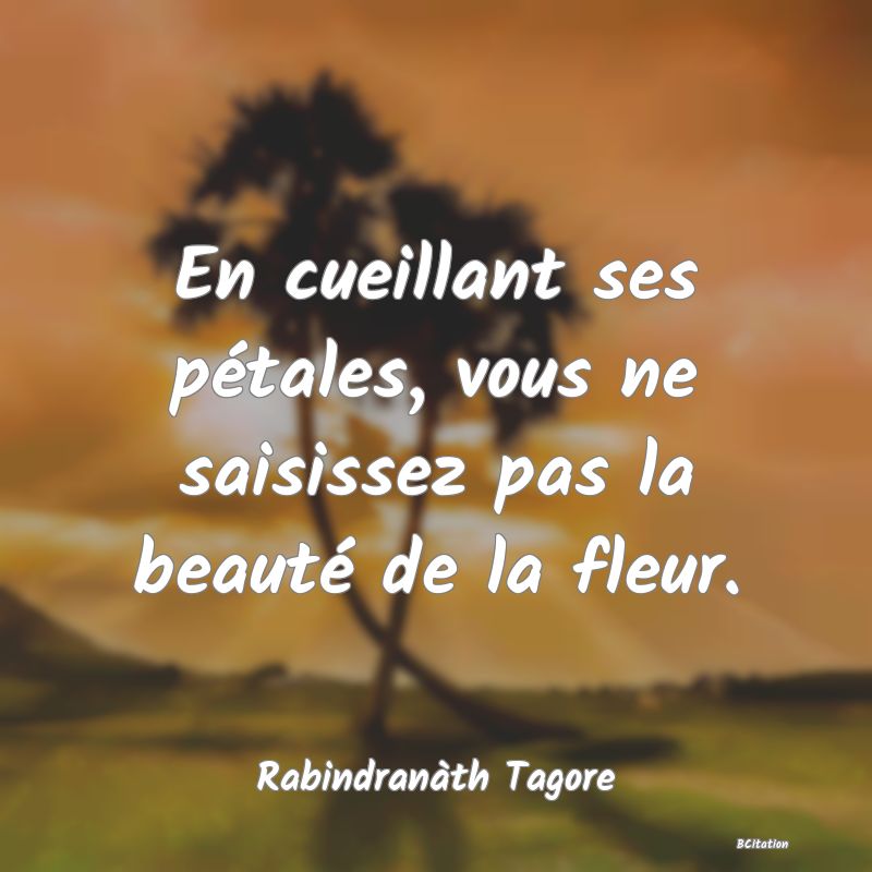 image de citation: En cueillant ses pétales, vous ne saisissez pas la beauté de la fleur.